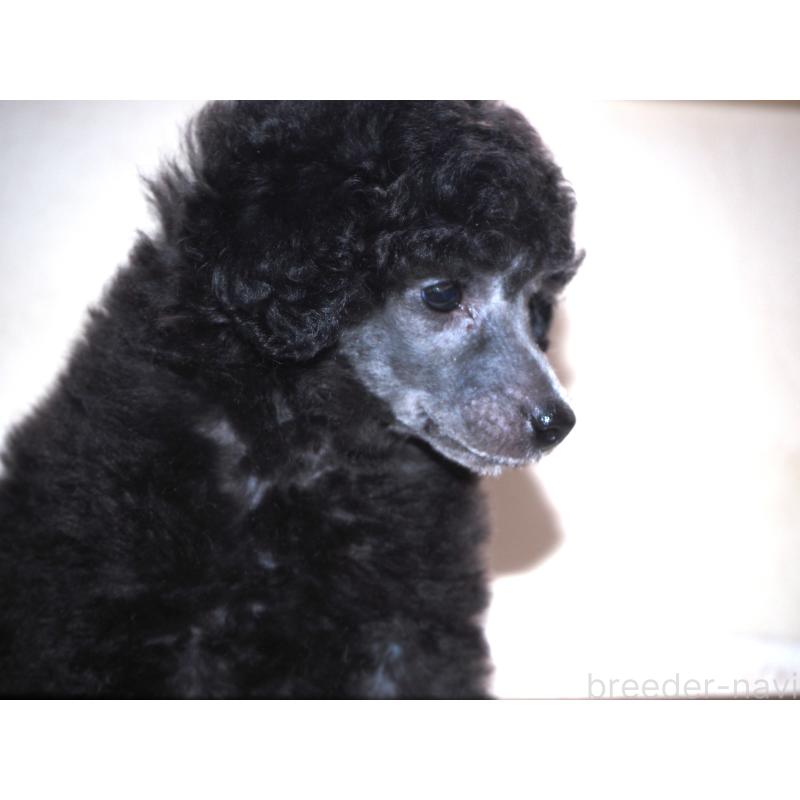 販売中の山梨県のトイプードル-434393の6枚目