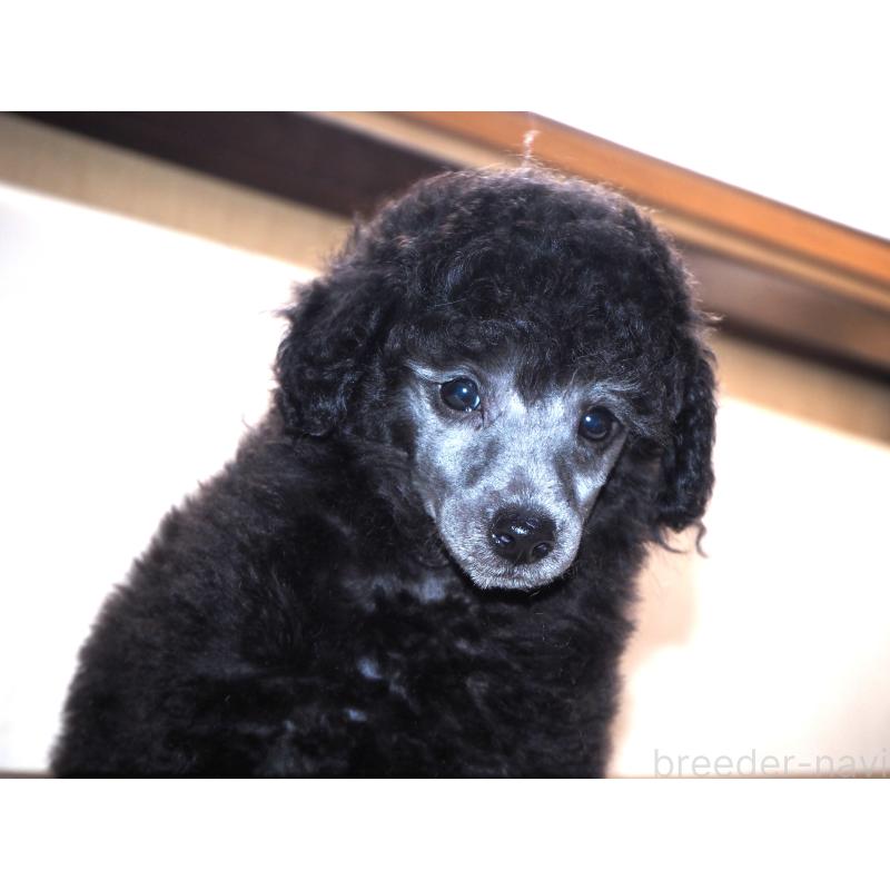 販売中の山梨県のトイプードル-434393の5枚目