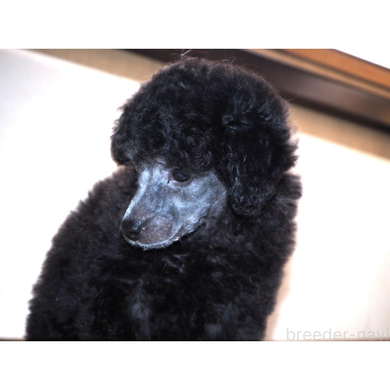 販売中の山梨県のトイプードル-434393の4枚目