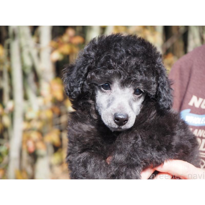 販売中の山梨県のトイプードル-434393の3枚目