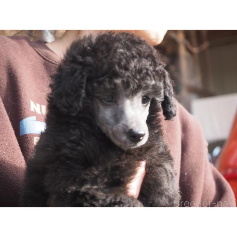 販売中の山梨県のトイプードル-434393の2枚目