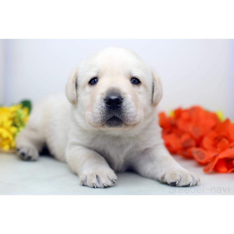 販売中の埼玉県のラブラドールレトリーバー-434378の8枚目