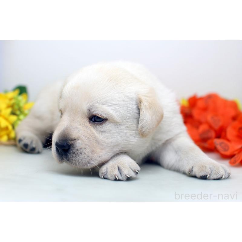 販売中の埼玉県のラブラドールレトリーバー-434378の7枚目