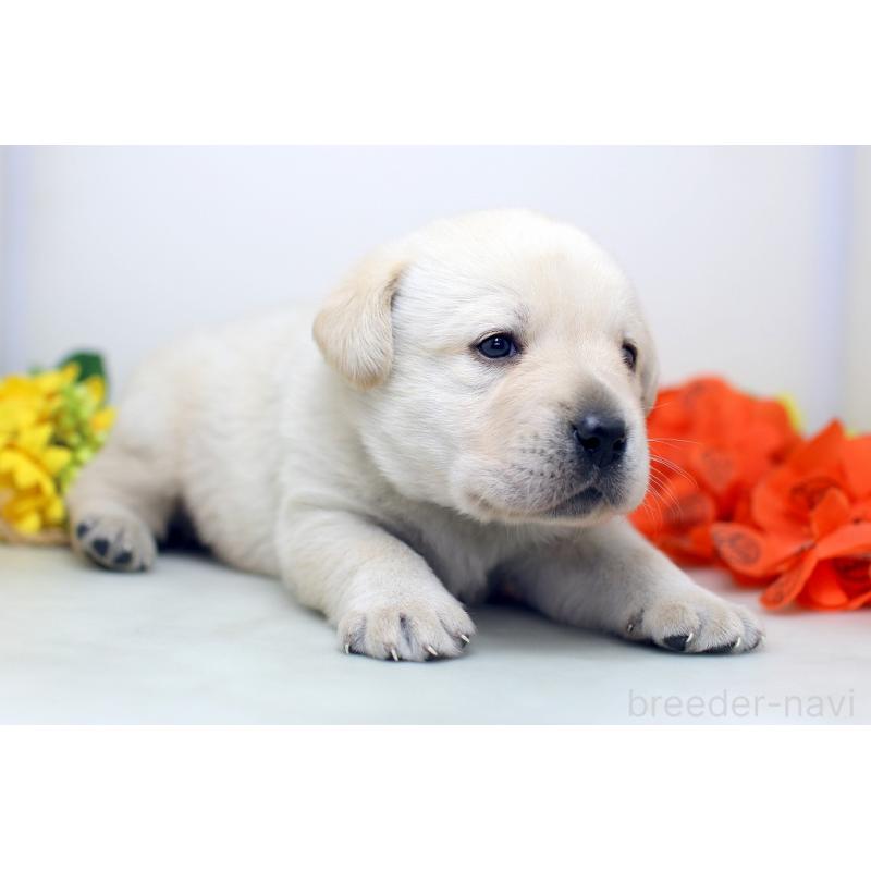 販売中の埼玉県のラブラドールレトリーバー-434378の6枚目