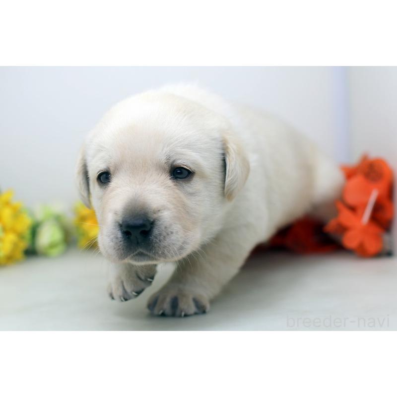 販売中の埼玉県のラブラドールレトリーバー-434378の4枚目