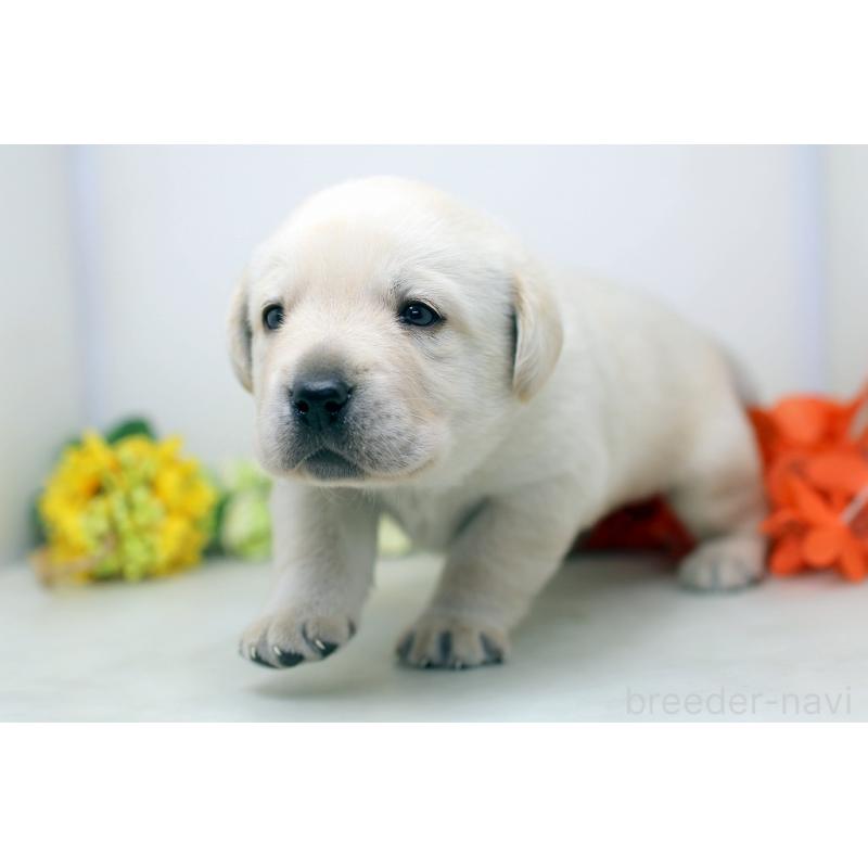 販売中の埼玉県のラブラドールレトリーバー-434378の2枚目