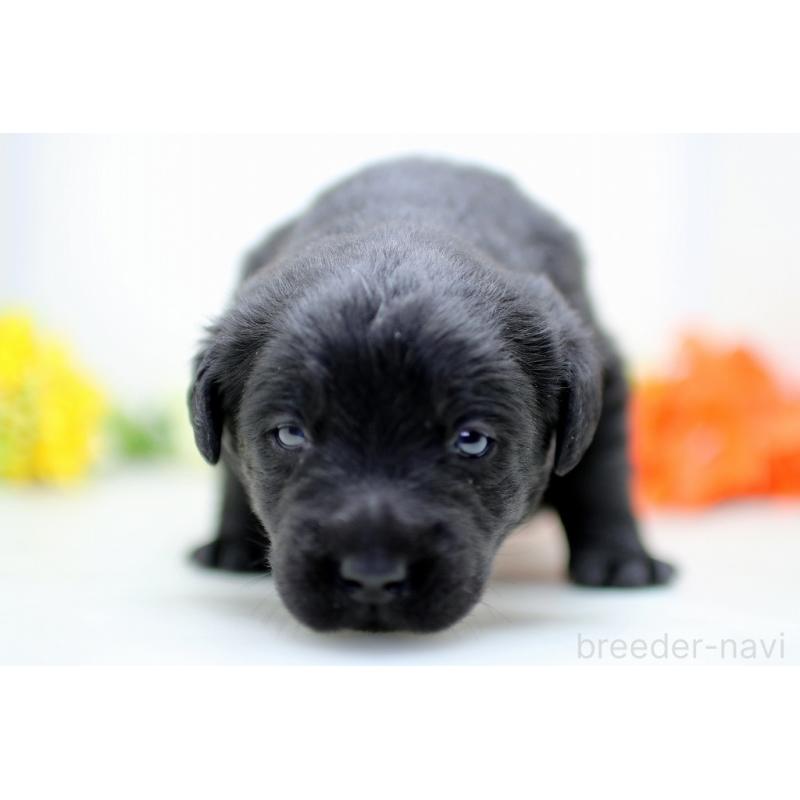 販売中の埼玉県のラブラドールレトリーバー-434379の7枚目