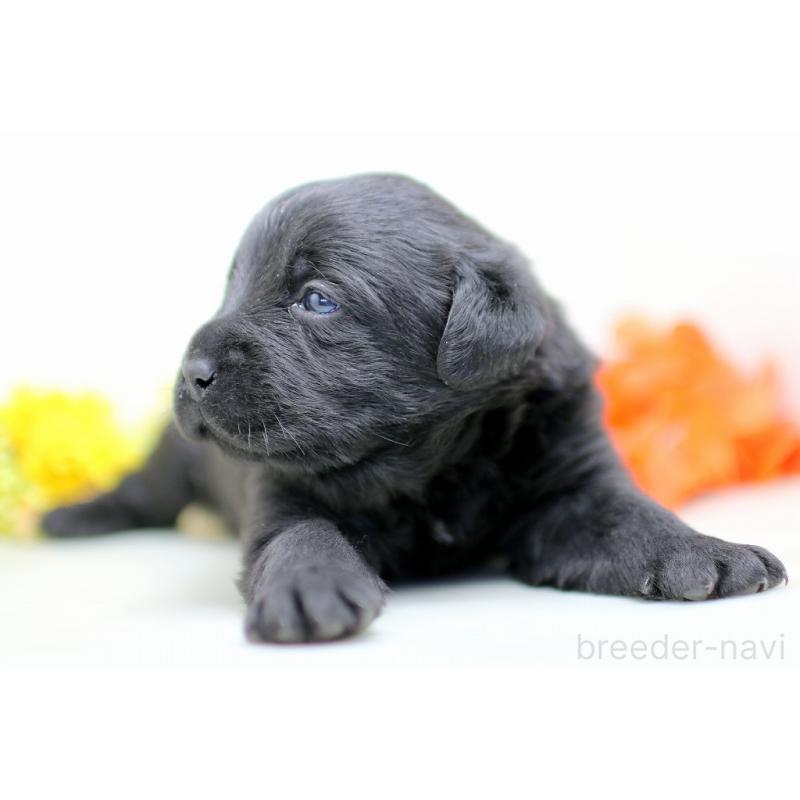 販売中の埼玉県のラブラドールレトリーバー-434379の3枚目