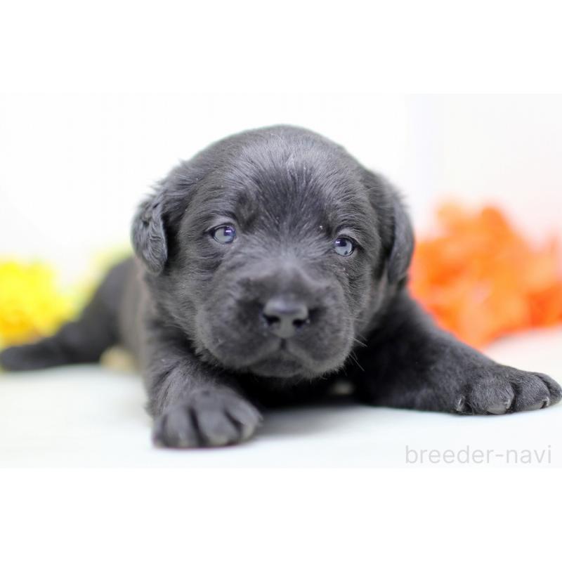 販売中の埼玉県のラブラドールレトリーバー-434379の2枚目