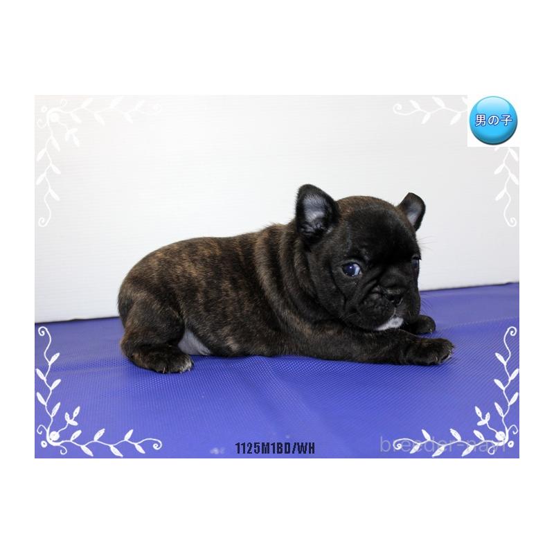 販売中の神奈川県のフレンチブルドッグ-434382の4枚目