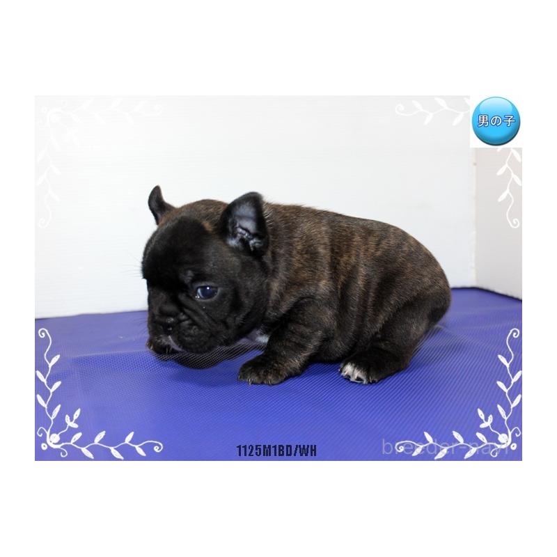 販売中の神奈川県のフレンチブルドッグ-434382の3枚目