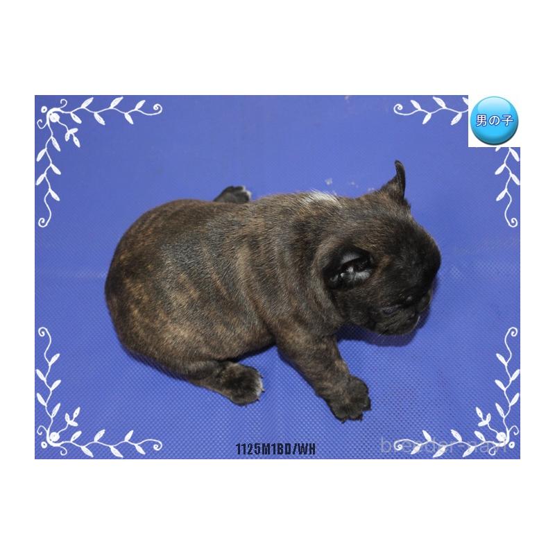 販売中の神奈川県のフレンチブルドッグ-434382の2枚目