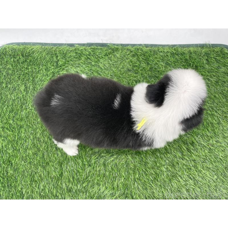 販売中の愛知県のボーダーコリー-434380の4枚目