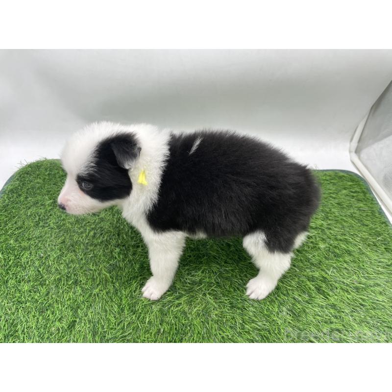 販売中の愛知県のボーダーコリー-434380の3枚目