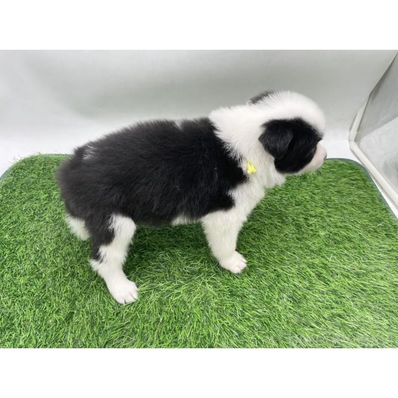 販売中の愛知県のボーダーコリー-434380の2枚目