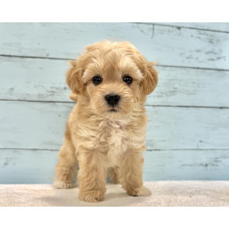 販売中の千葉県のマルプー:マルチーズ×トイプードル-432333の59枚目