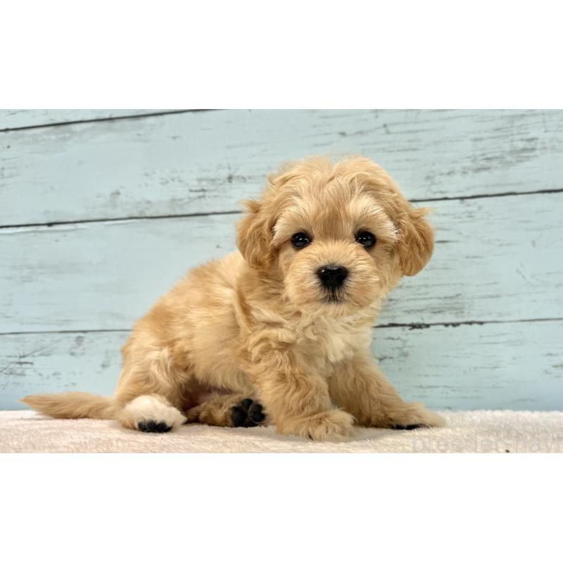 販売中の千葉県のマルプー:マルチーズ×トイプードル-432333の57枚目