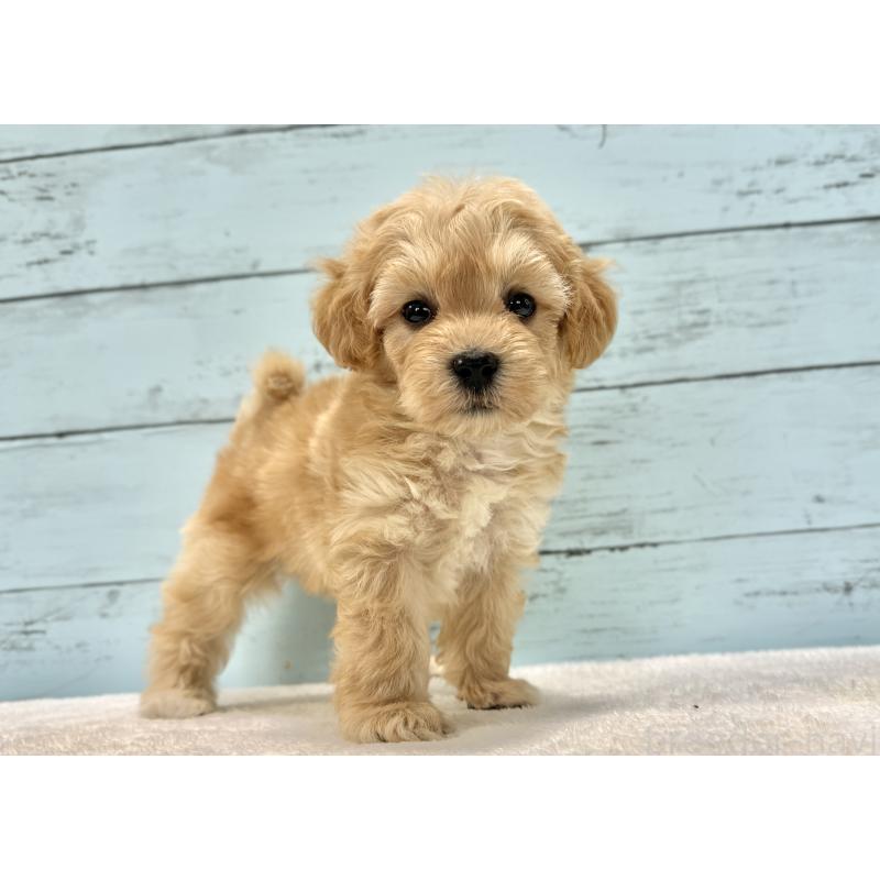 販売中の千葉県のマルプー:マルチーズ×トイプードル-432333の56枚目