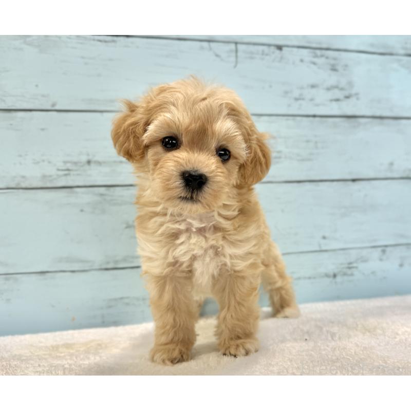 販売中の千葉県のマルプー:マルチーズ×トイプードル-432333の54枚目