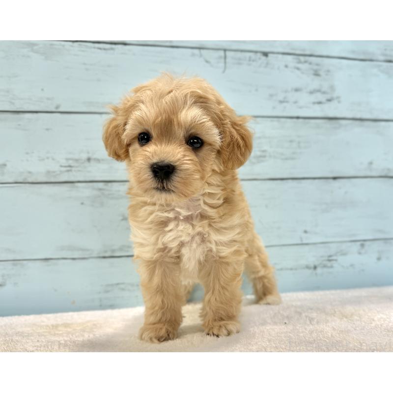 販売中の千葉県のマルプー:マルチーズ×トイプードル-432333の53枚目