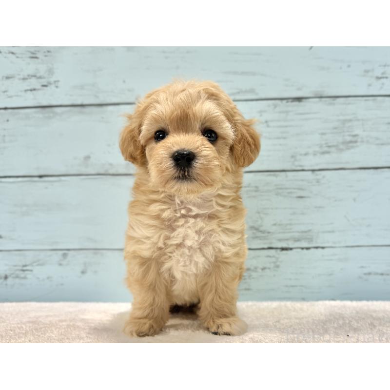 販売中の千葉県のマルプー:マルチーズ×トイプードル-432333の52枚目