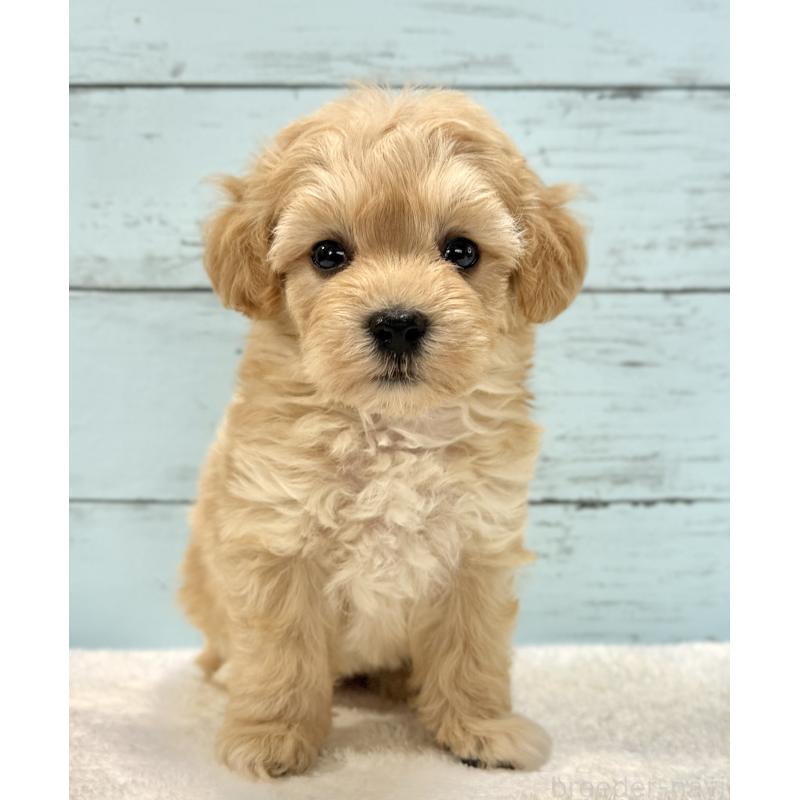 販売中の千葉県のマルプー:マルチーズ×トイプードル-432333の51枚目