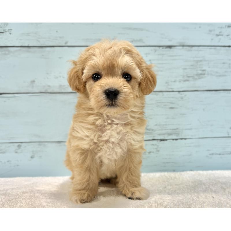 販売中の千葉県のマルプー:マルチーズ×トイプードル-432333の50枚目