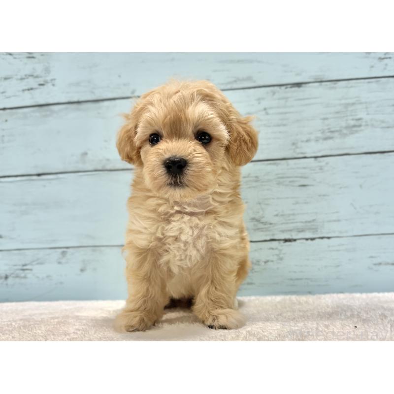 販売中の千葉県のマルプー:マルチーズ×トイプードル-432333の49枚目