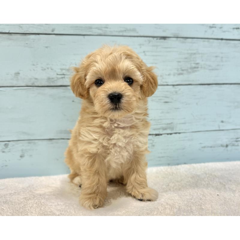 販売中の千葉県のマルプー:マルチーズ×トイプードル-432333の48枚目