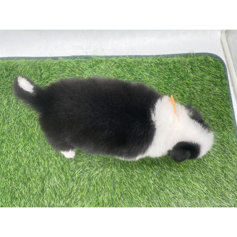 販売中の愛知県のボーダーコリー-434381の4枚目