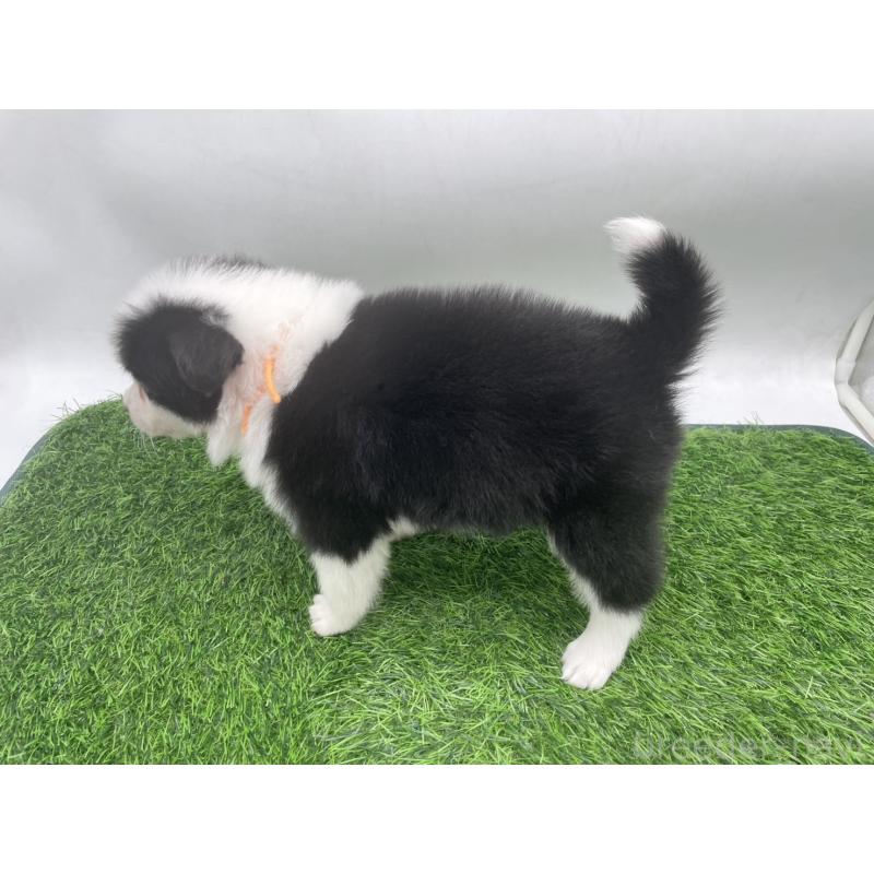 販売中の愛知県のボーダーコリー-434381の3枚目