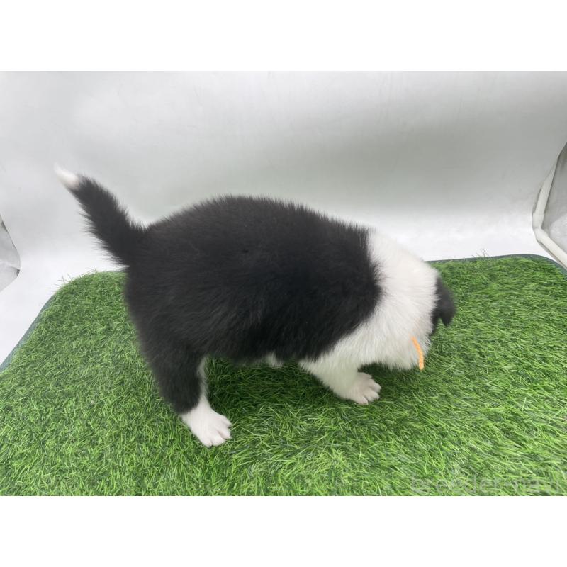 販売中の愛知県のボーダーコリー-434381の2枚目