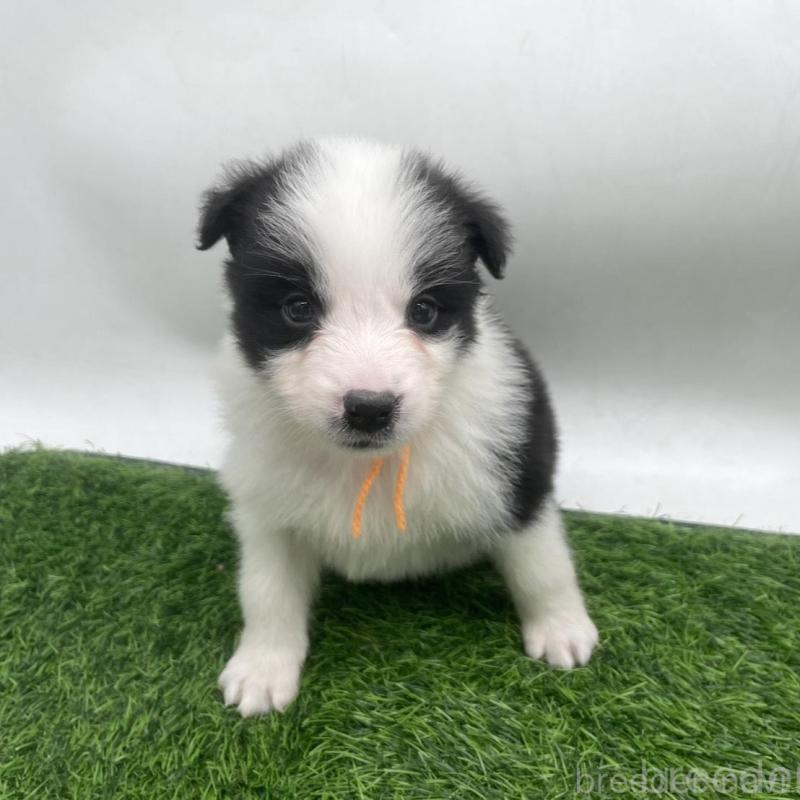 販売中の愛知県のボーダーコリー-434381