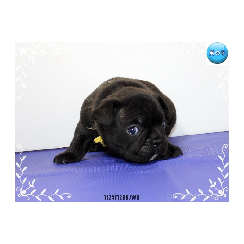 販売中の神奈川県のフレンチブルドッグ-434384の4枚目