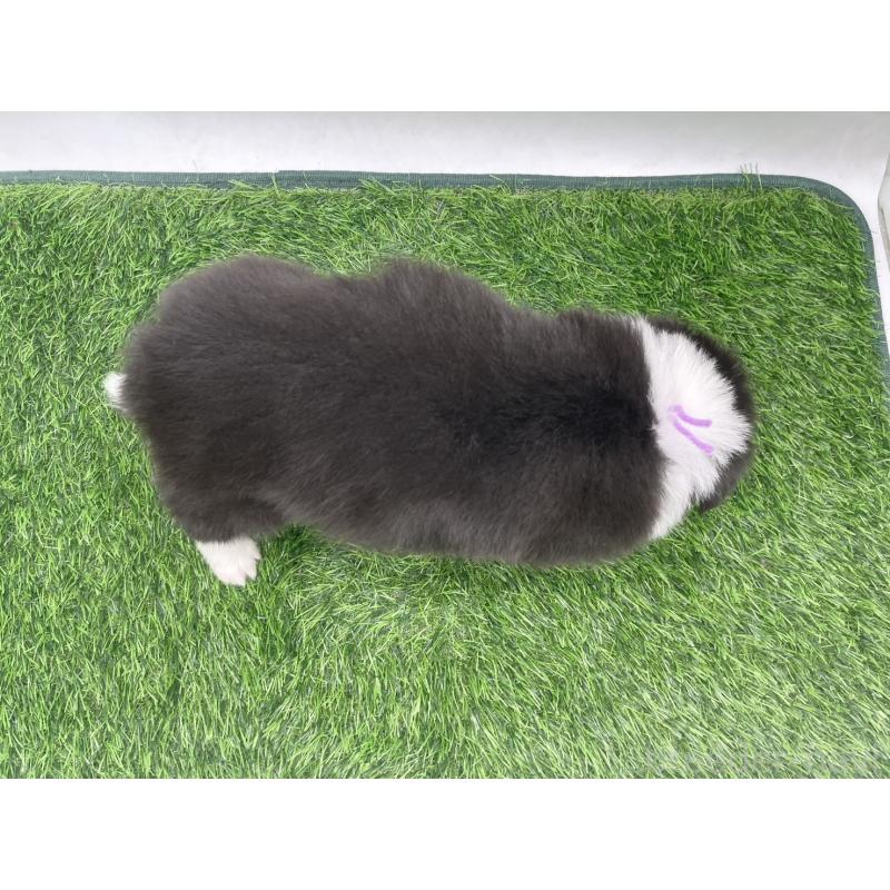 販売中の愛知県のボーダーコリー-434383の4枚目