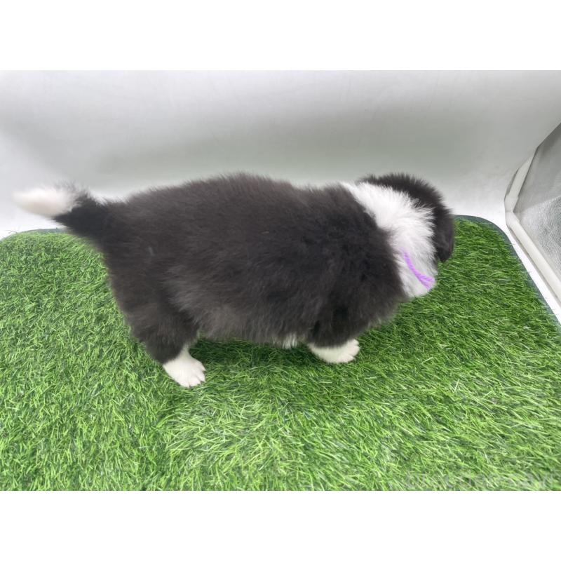 販売中の愛知県のボーダーコリー-434383の2枚目