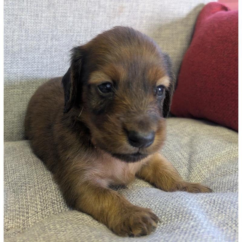 販売中の福岡県のカニンヘンダックスフンド(ロングヘアード)-434438の6枚目