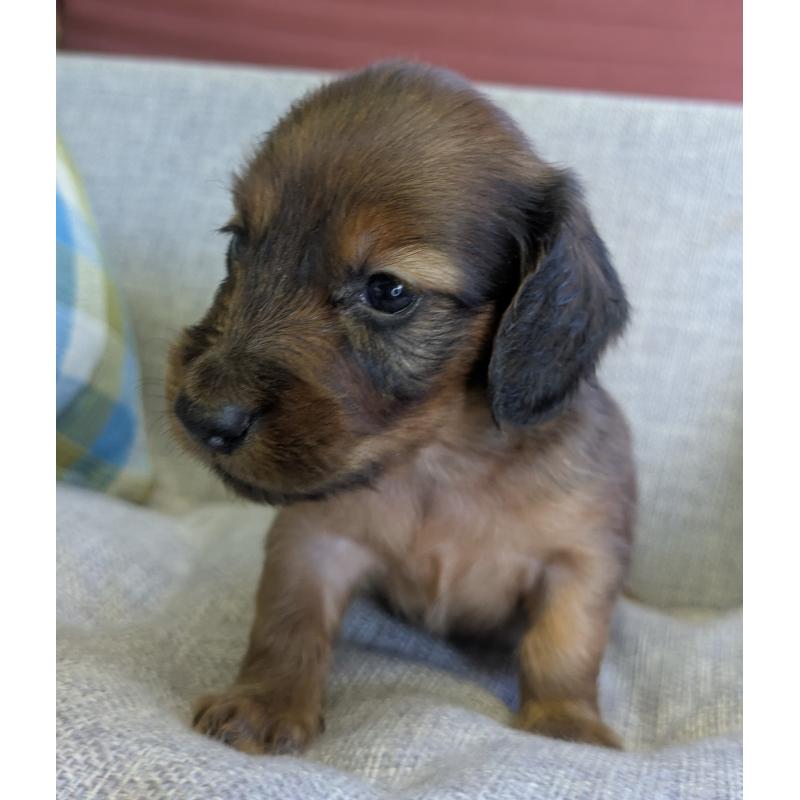 販売中の福岡県のカニンヘンダックスフンド(ロングヘアード)-434438の5枚目