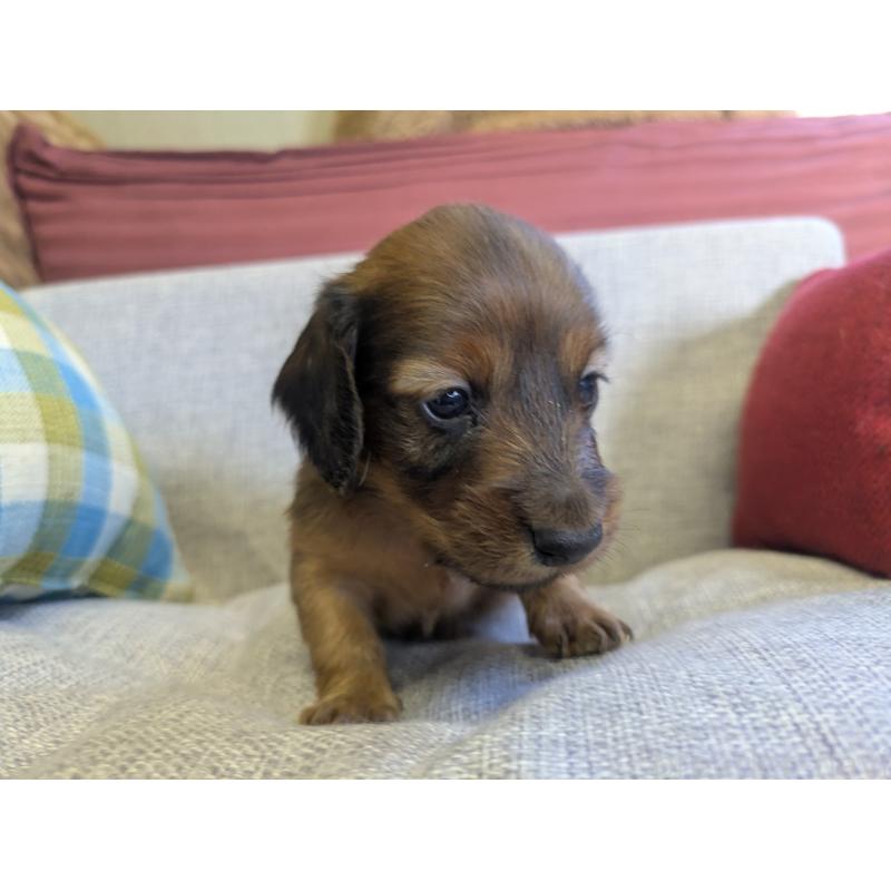 販売中の福岡県のカニンヘンダックスフンド(ロングヘアード)-434438の4枚目