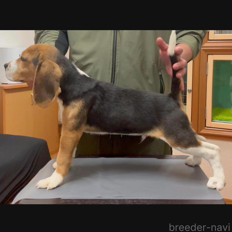 販売中の栃木県のビーグル-426913