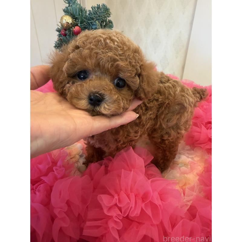 販売中の群馬県のタイニープードル-433500