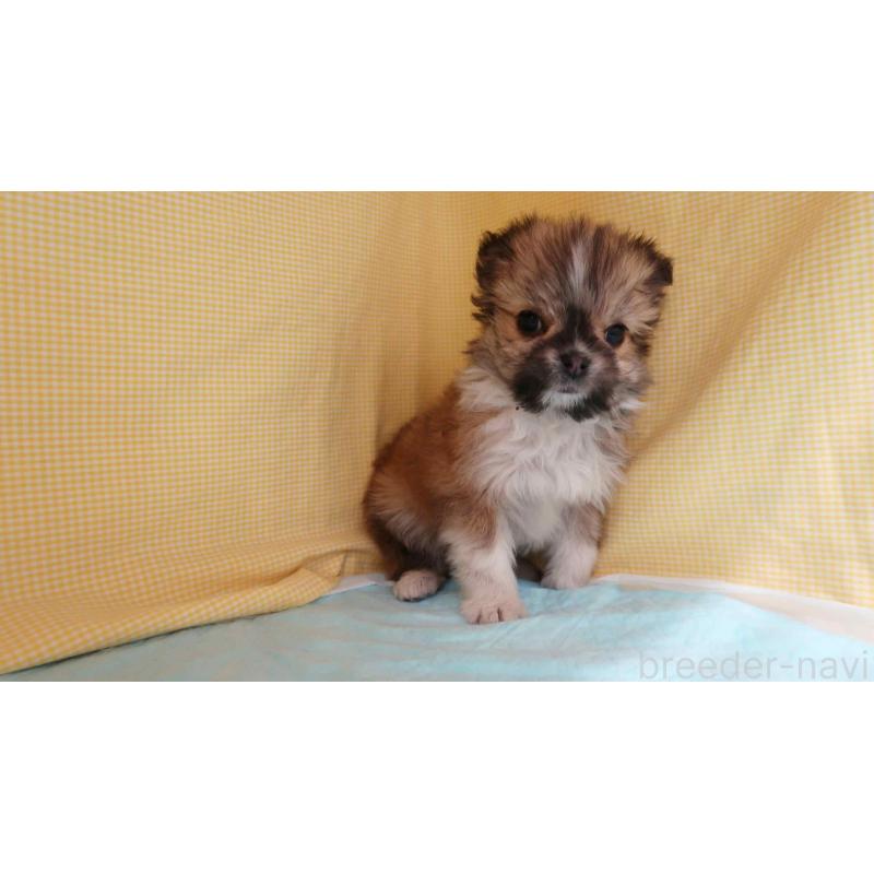 販売中の東京都のチワマル:チワワ×マルチーズ-434386の3枚目