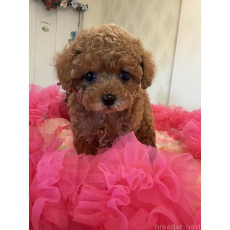 成約済の群馬県のタイニープードル-433500の7枚目