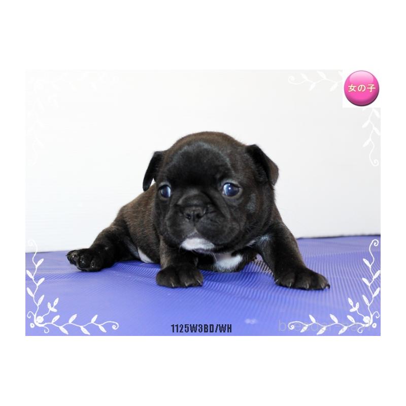 販売中の神奈川県のフレンチブルドッグ-434388の4枚目