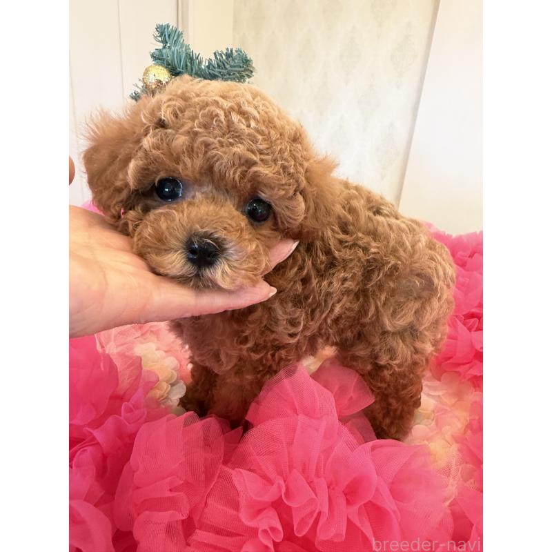 成約済の群馬県のタイニープードル-433500の6枚目