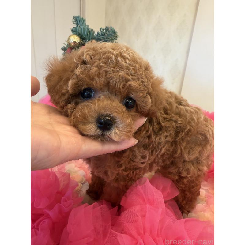 成約済の群馬県のタイニープードル-433500の5枚目