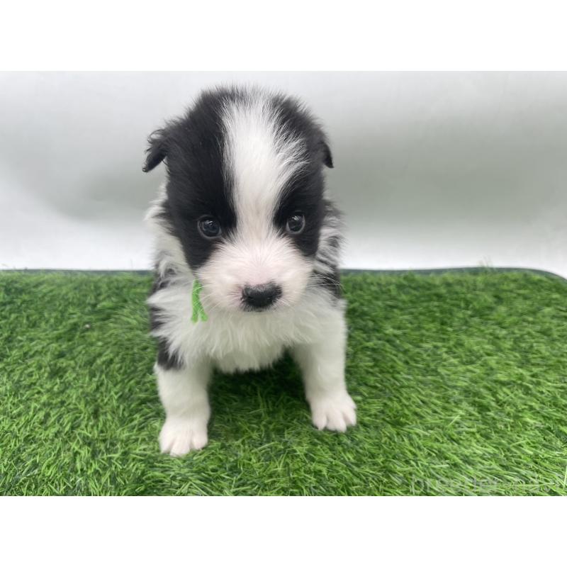 販売中の愛知県のボーダーコリー-434385の6枚目