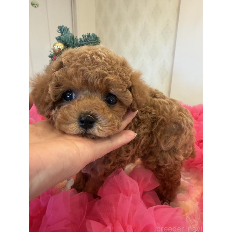 成約済の群馬県のタイニープードル-433500の4枚目