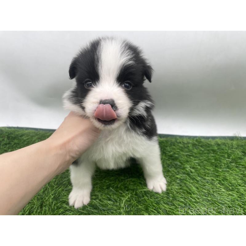 販売中の愛知県のボーダーコリー-434385の5枚目