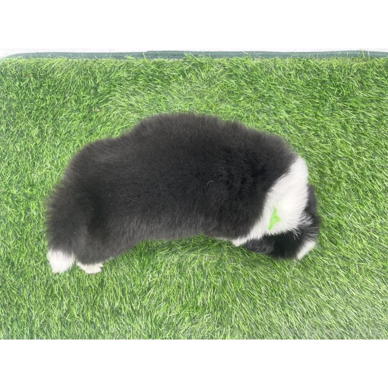 販売中の愛知県のボーダーコリー-434385の4枚目